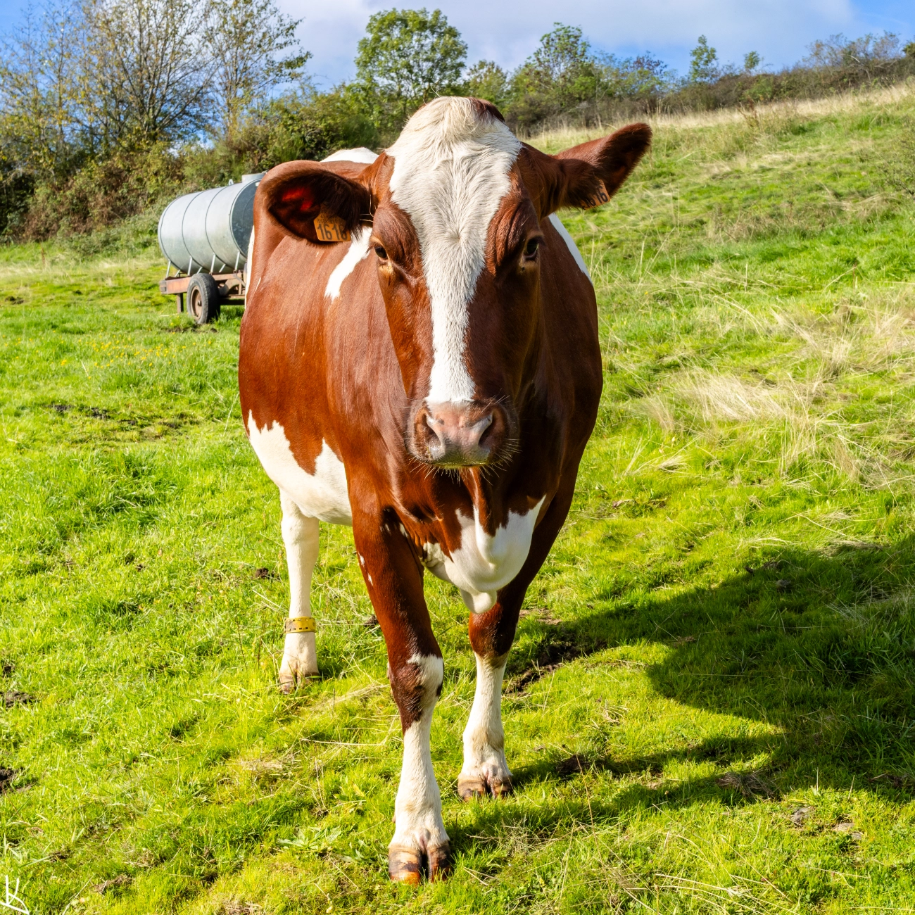Vache tout près du lieu-dit Le Mas